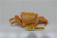 藏品(拉氏清溪蟹)的圖片